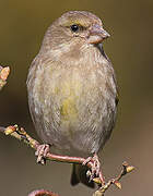 European Greenfinch