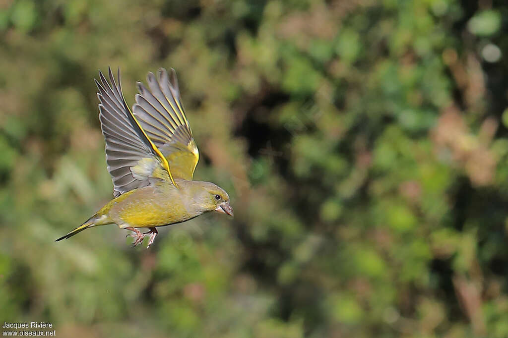 European Greenfinch male adult, Flight