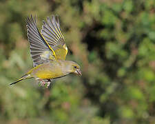 European Greenfinch