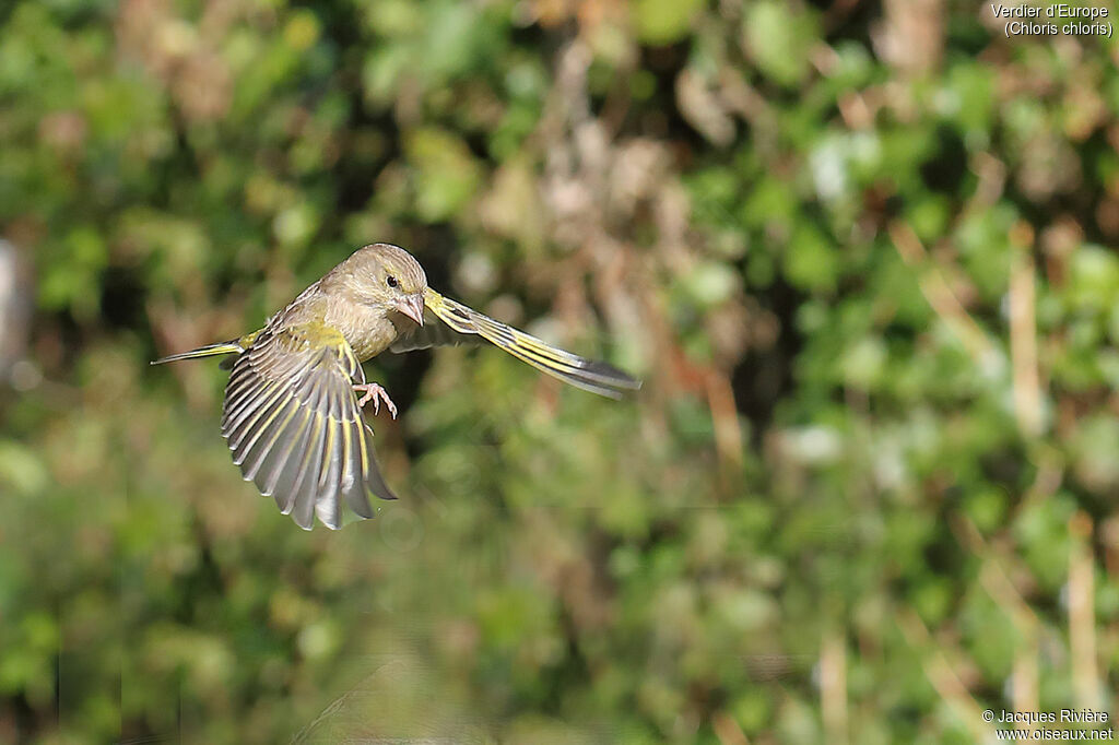 European Greenfinch female adult, Flight