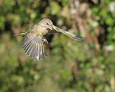 European Greenfinch