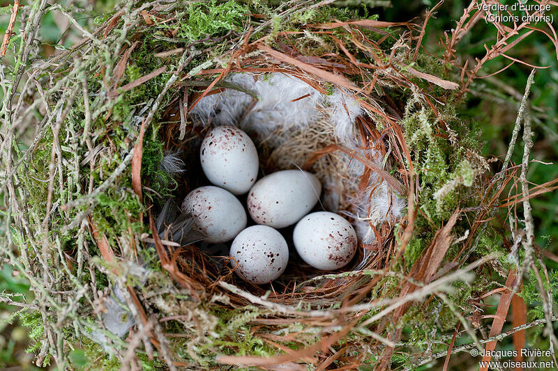 European Greenfinch, Reproduction-nesting