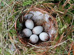 European Greenfinch