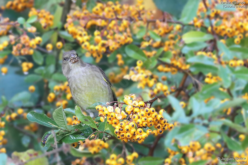 European Greenfinch female, identification, eats