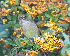 European Greenfinch