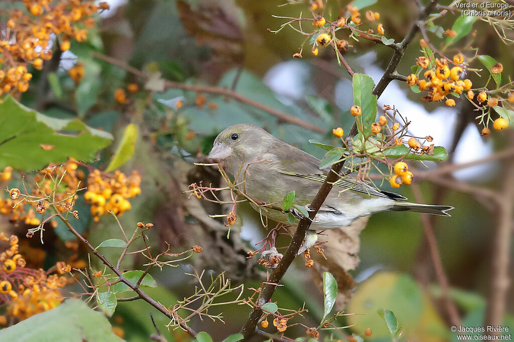 Verdier d'Europe femelle, identification