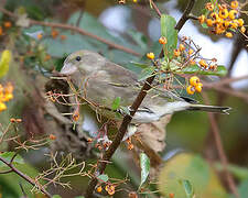 European Greenfinch