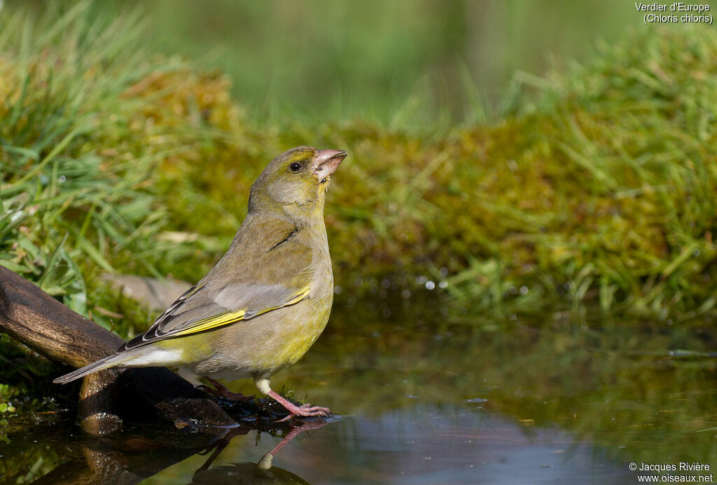 European Greenfinch female adult breeding, identification, drinks