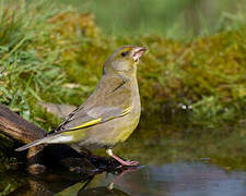 European Greenfinch