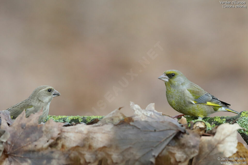 European Greenfinchadult post breeding