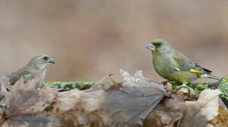 European Greenfinch