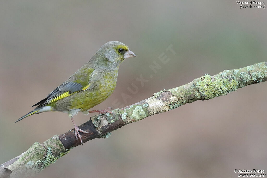 European Greenfinch male adult post breeding, identification