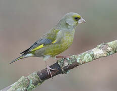 European Greenfinch