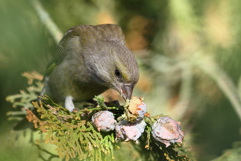 European Greenfinch female adult post breeding