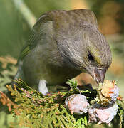 European Greenfinch