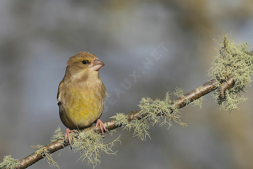 European Greenfinch female adult post breeding