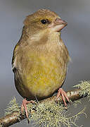 European Greenfinch