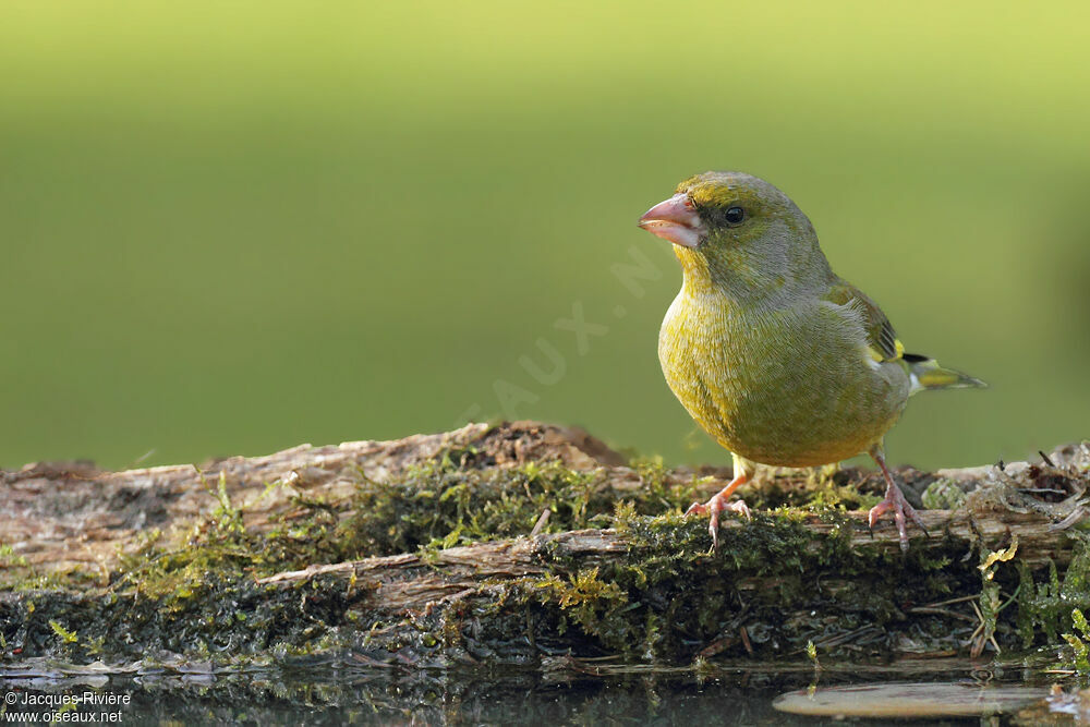 European Greenfinch male adult breeding