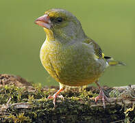 European Greenfinch