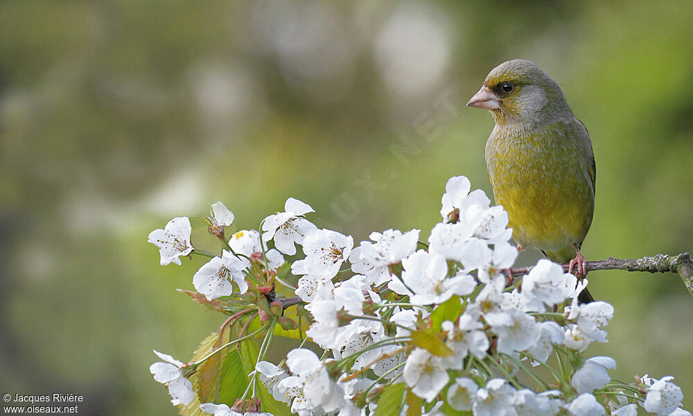 European Greenfinch male adult breeding