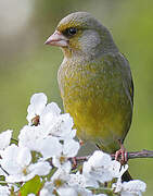 European Greenfinch