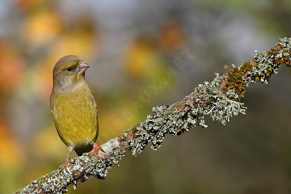 European Greenfinch male adult post breeding