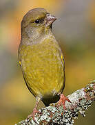 European Greenfinch