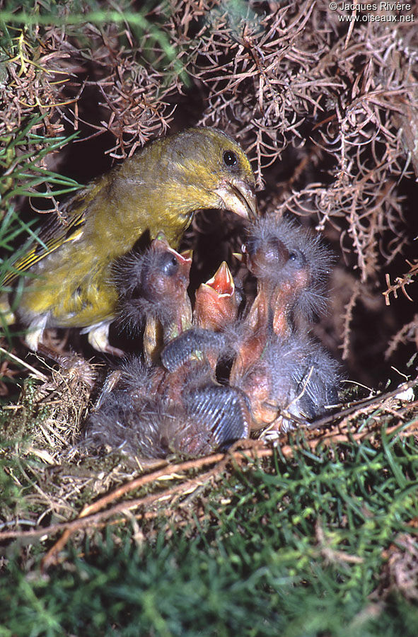 European Greenfinch female adult breeding, Reproduction-nesting