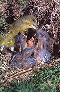 European Greenfinch