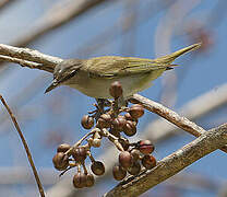 Black-whiskered Vireo