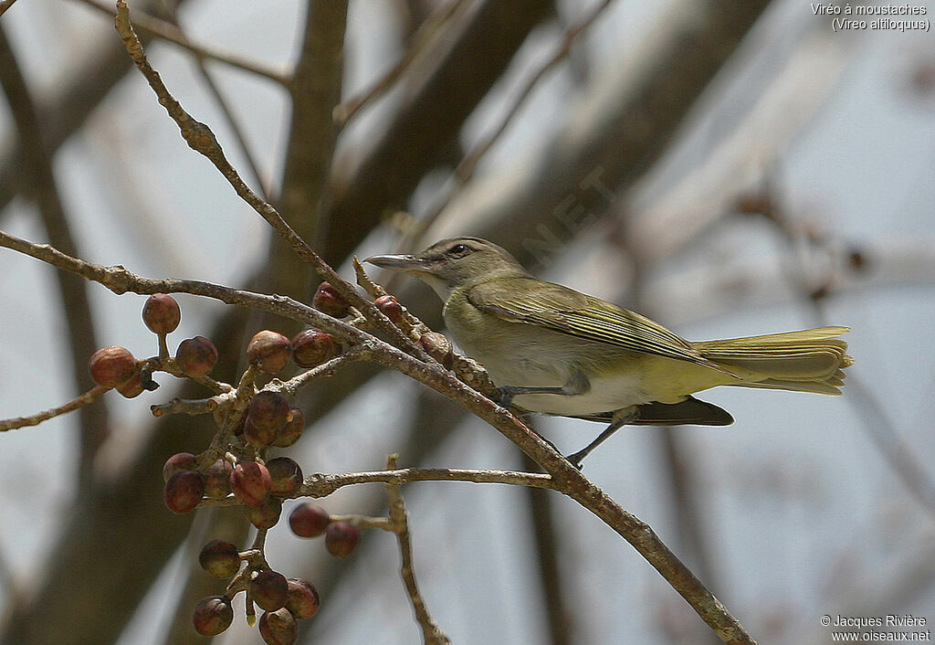 Black-whiskered Vireoadult