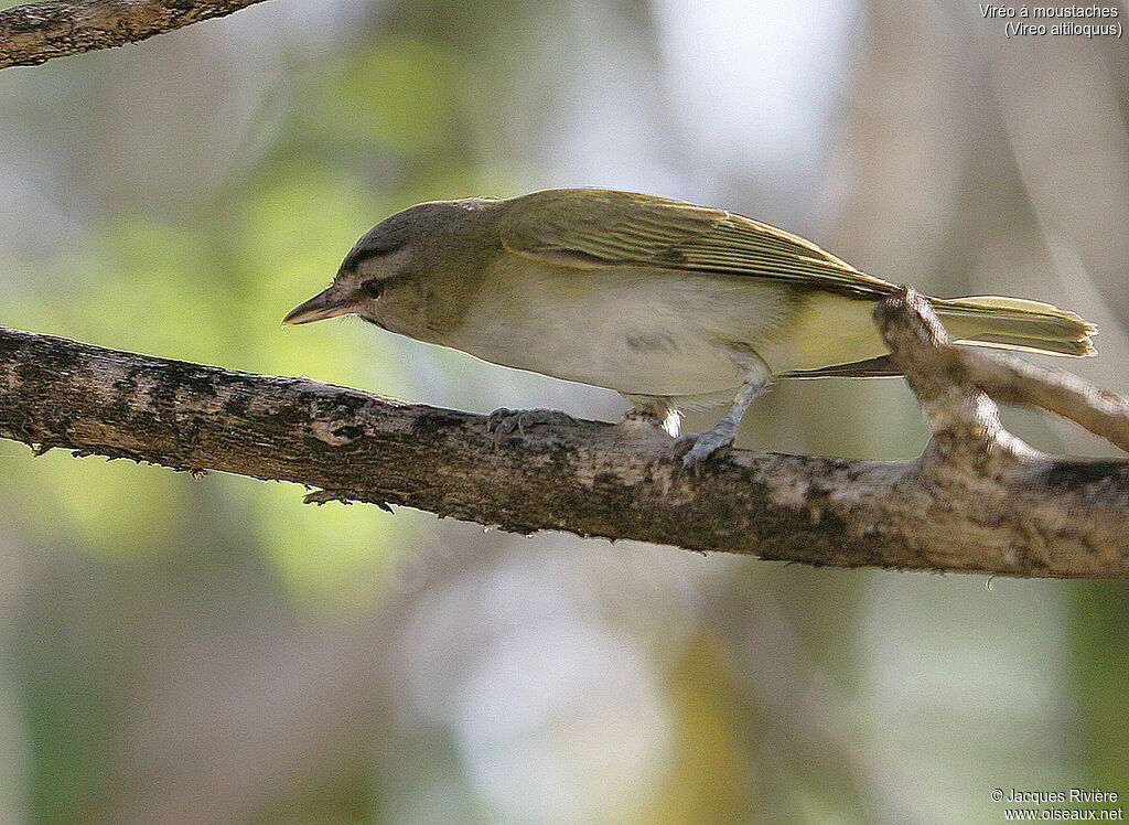 Black-whiskered Vireoadult