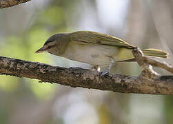 Black-whiskered Vireo