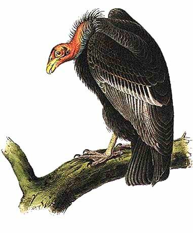 California Condor