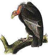 California Condor