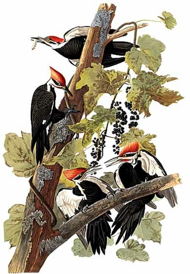 Pileated Woodpecker