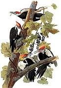 Pileated Woodpecker