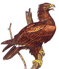 Aigle pomarin