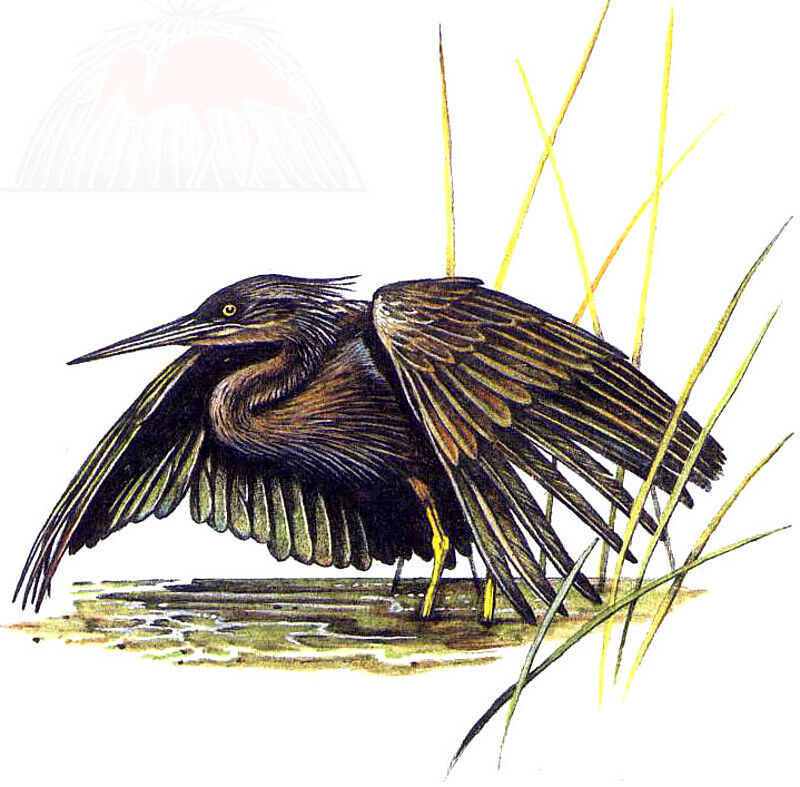 Aigrette ardoisée