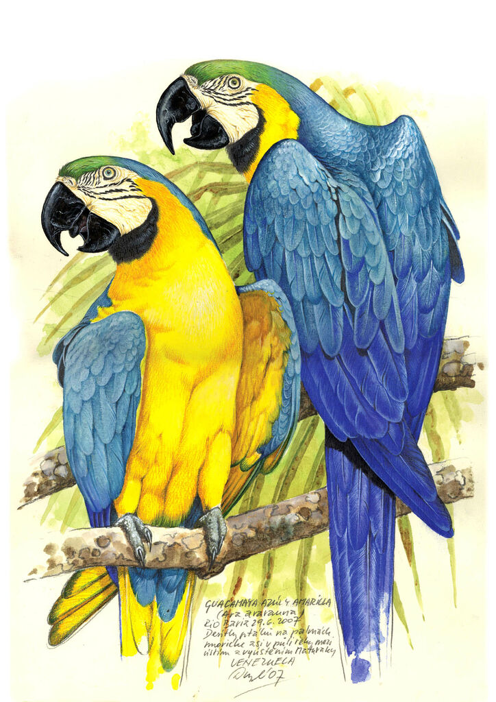 Blue-and-yellow Macaw