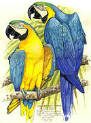 Blue-and-yellow Macaw