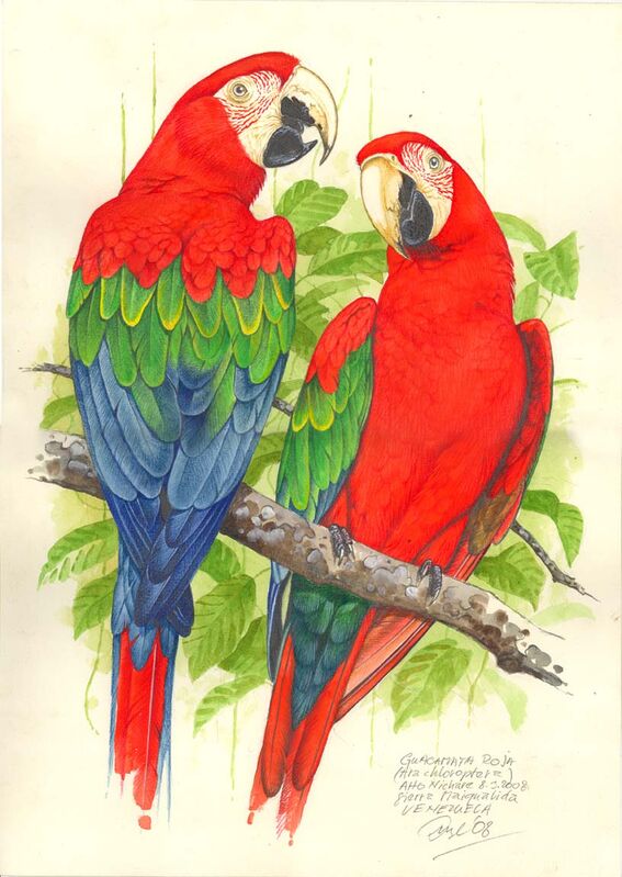 Red-and-green Macaw - Ara chloropterus - jadu72589