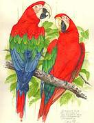 Red-and-green Macaw