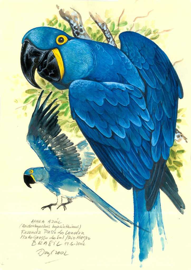 Hyacinth Macaw