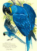 Hyacinth Macaw