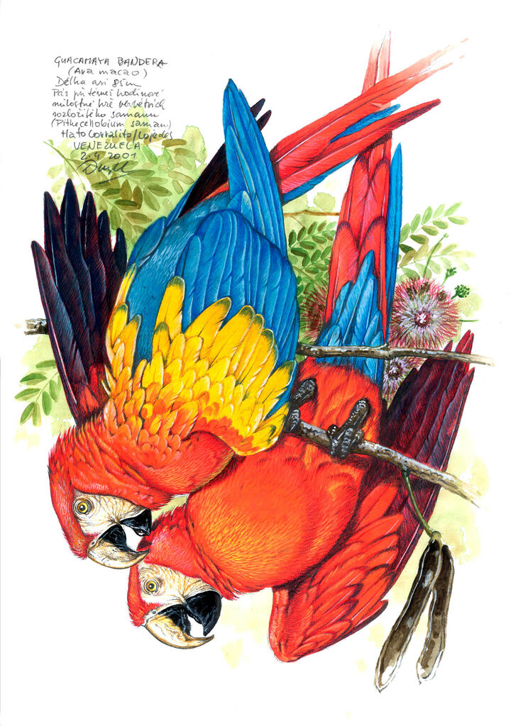 Scarlet Macaw