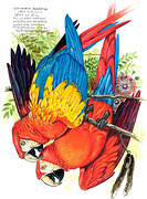 Scarlet Macaw