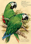 Chestnut-fronted Macaw