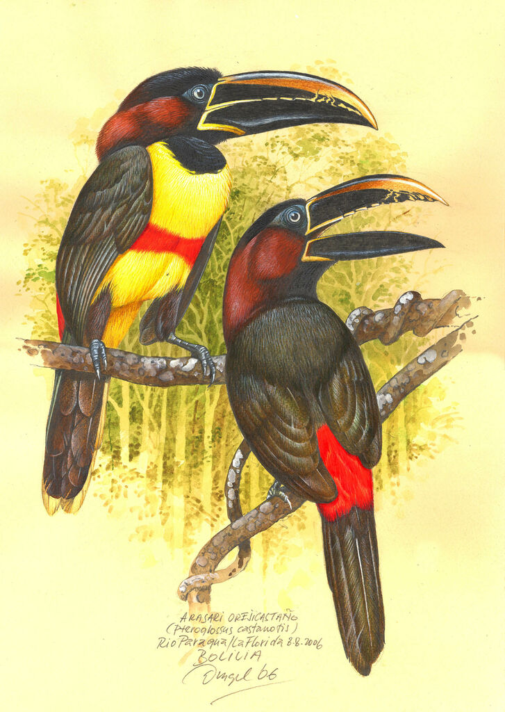 Chestnut-eared Aracari