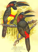 Chestnut-eared Aracari